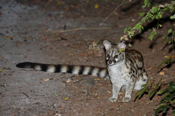 Suedliche Grossfleck Ginsterkatze South African Large Spotted Genet Genetta Tigrina — Stock Photo, Image