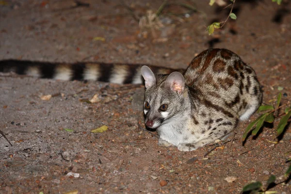 Suedliche Grossfleck Ginsterkatze South African Large Spotted Genet Genetta Tigrina — Stok Foto