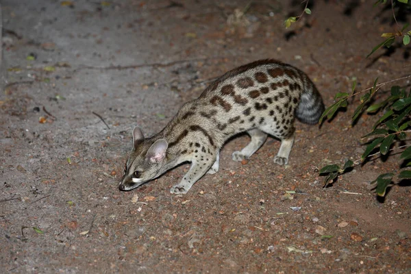 Suedliche Grossfleck Ginsterkatze South African Large Spotted Genet Genetta Tigrina — Stock Photo, Image