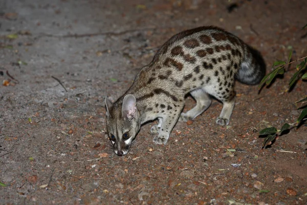 Suedliche Grossfleck Ginsterkatze South African Large Spotted Genet Genetta Tigrina — Stock Photo, Image