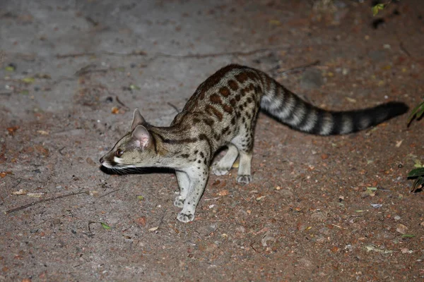 Suedliche Grossfleck Ginsterkatze South African Large Spotted Genet Genetta Tigrina — Stock Photo, Image