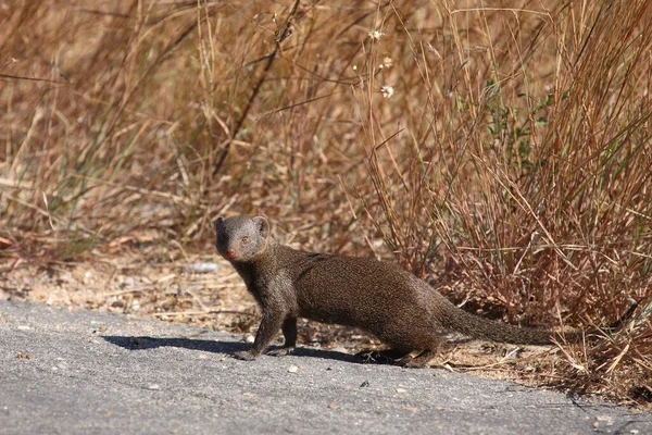 Suedliche Zwergmanguste Dwarf Mongoose Helogale Parvula — стоковое фото