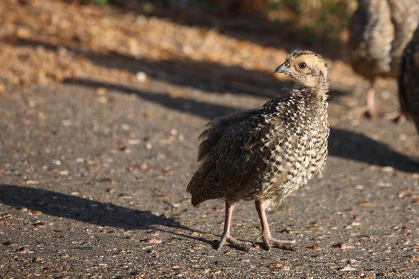 Swainsonfrankolin Swainson Francolin Swainson Spurfowl Francolinus Swainsonii — Fotografia de Stock