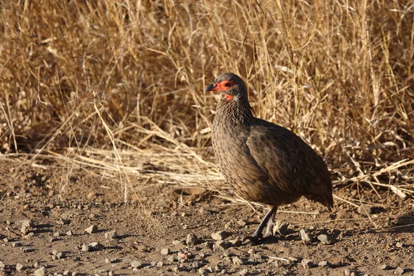 Swainsonfrankolin Swainson Francolin Swainson Spurfowl Francolinus Swainsonii — Stock Fotó