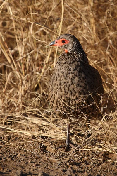 Swainsonfrankolin Swainson Francolin Swainson Spurfowl Francolinus Swainsonii — Stock Fotó