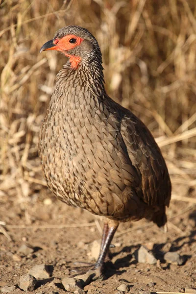 Swainsonfrankolin Swainson Francolin Swainson Spurfowl Francolinus Swainsonii —  Fotos de Stock