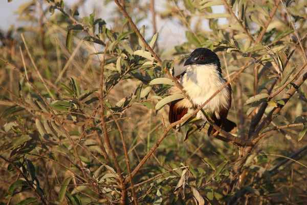 Tiputip Burchell Coucal Centropus Superciliosus — Stock Photo, Image