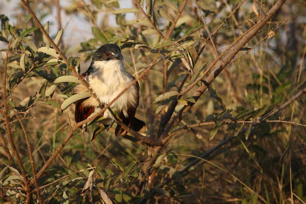 Tiputip Burchell Coucal Centropus Superciliosus — Stock Photo, Image