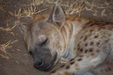 Tuepfelhyaene / Benekli hyaena / Crocuta crocuta