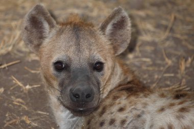 Tuepfelhyaene / Benekli hyaena / Crocuta crocuta