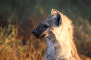 Tuepfelhyaene / Benekli hyaena / Crocuta crocuta