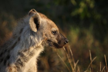 Tuepfelhyaene / Benekli hyaena / Crocuta crocuta
