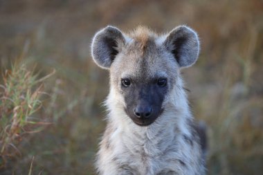 Tuepfelhyaene / Benekli hyaena / Crocuta crocuta