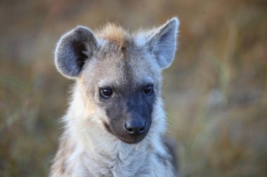 Tuepfelhyaene / Benekli hyaena / Crocuta crocuta