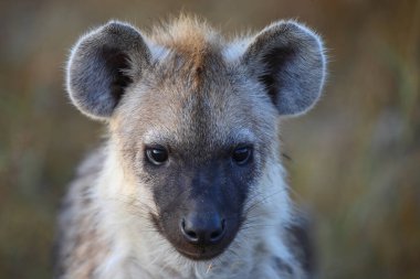 Tuepfelhyaene / Benekli hyaena / Crocuta crocuta
