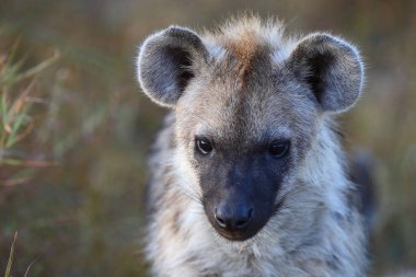 Tuepfelhyaene / Benekli hyaena / Crocuta crocuta