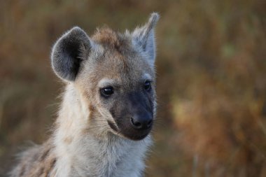 Tuepfelhyaene / Benekli hyaena / Crocuta crocuta