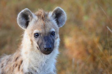 Tuepfelhyaene / Benekli hyaena / Crocuta crocuta
