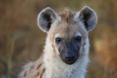 Tuepfelhyaene / Benekli hyaena / Crocuta crocuta