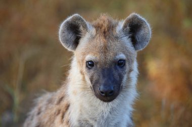 Tuepfelhyaene / Benekli hyaena / Crocuta crocuta