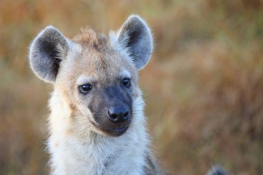 Tuepfelhyaene / Benekli hyaena / Crocuta crocuta