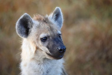 Tuepfelhyaene / Benekli hyaena / Crocuta crocuta