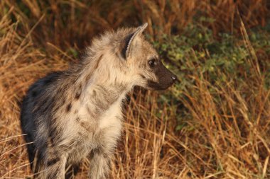 Tuepfelhyaene / Benekli hyaena / Crocuta crocuta