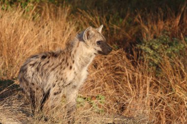 Tuepfelhyaene / Benekli hyaena / Crocuta crocuta