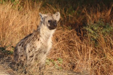 Tuepfelhyaene / Benekli hyaena / Crocuta crocuta