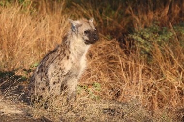 Tuepfelhyaene / Benekli hyaena / Crocuta crocuta