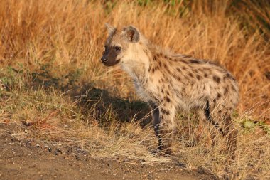 Tuepfelhyaene / Benekli hyaena / Crocuta crocuta
