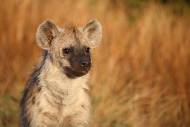 Tuepfelhyaene / Benekli hyaena / Crocuta crocuta