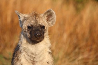 Tuepfelhyaene / Benekli hyaena / Crocuta crocuta