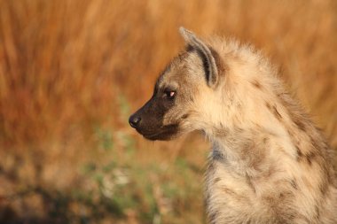 Tuepfelhyaene / Benekli hyaena / Crocuta crocuta
