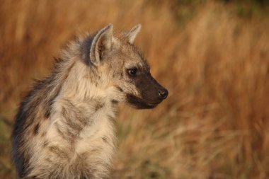 Tuepfelhyaene / Benekli hyaena / Crocuta crocuta