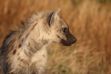 Tuepfelhyaene / Benekli hyaena / Crocuta crocuta
