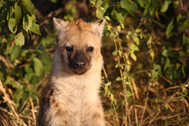 Tuepfelhyaene / Benekli hyaena / Crocuta crocuta
