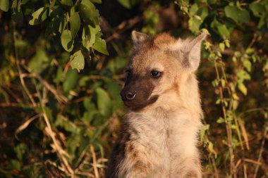 Tuepfelhyaene / Benekli hyaena / Crocuta crocuta