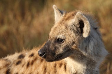 Tuepfelhyaene / Benekli hyaena / Crocuta crocuta