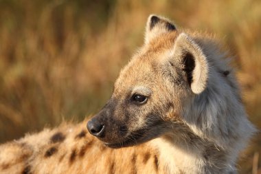 Tuepfelhyaene / Benekli hyaena / Crocuta crocuta