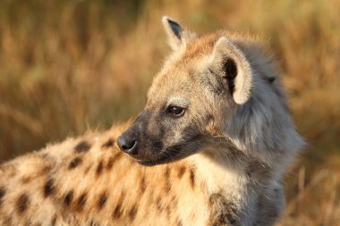 Tuepfelhyaene / Benekli hyaena / Crocuta crocuta