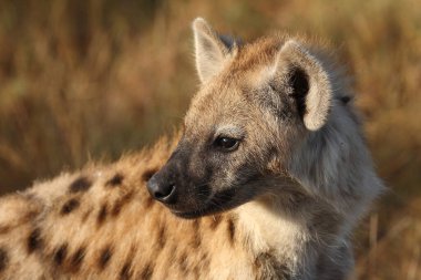 Tuepfelhyaene / Benekli hyaena / Crocuta crocuta