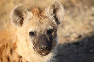 Tuepfelhyaene / Benekli hyaena / Crocuta crocuta