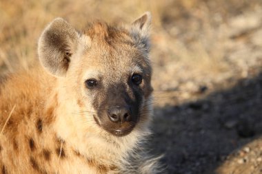 Tuepfelhyaene / Benekli hyaena / Crocuta crocuta