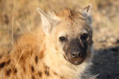 Tuepfelhyaene / Benekli hyaena / Crocuta crocuta