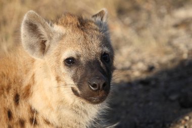Tuepfelhyaene / Benekli hyaena / Crocuta crocuta