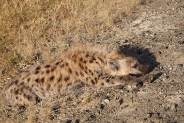 Tuepfelhyaene / Benekli hyaena / Crocuta crocuta