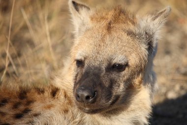 Tuepfelhyaene / Benekli hyaena / Crocuta crocuta
