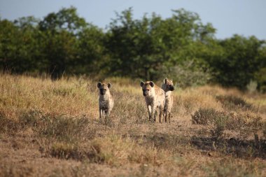 Tuepfelhyaene / Benekli hyaena / Crocuta crocuta