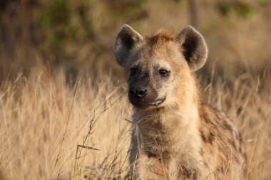 Tuepfelhyaene / Benekli hyaena / Crocuta crocuta